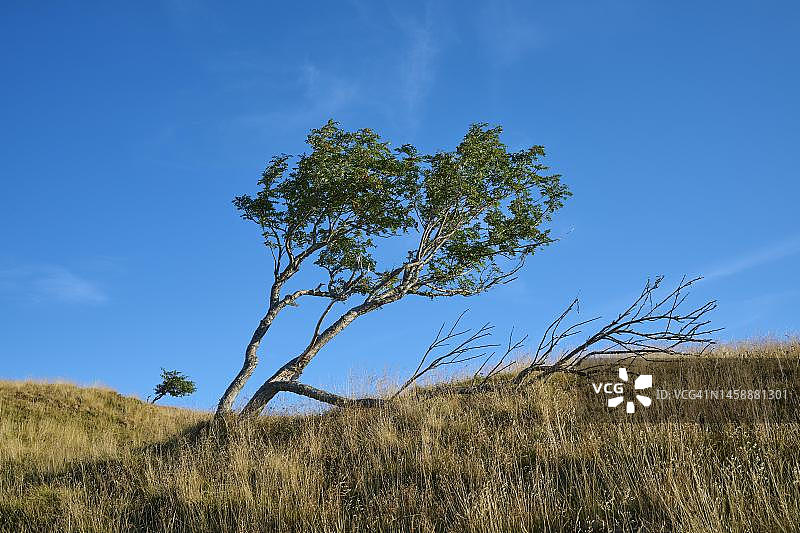 法国阿尔萨斯-洛林地区霍内克山欧洲花楸图片素材
