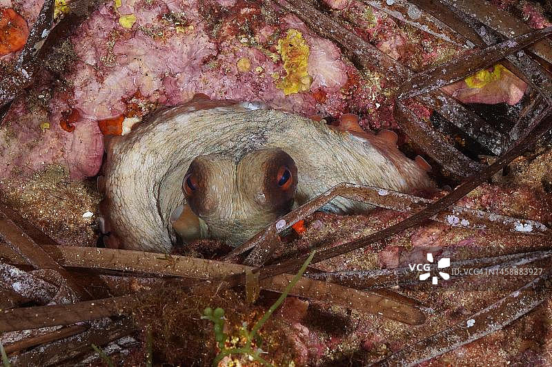 地中海常见章鱼（章鱼），法国科特达祖尔半岛海域图片素材