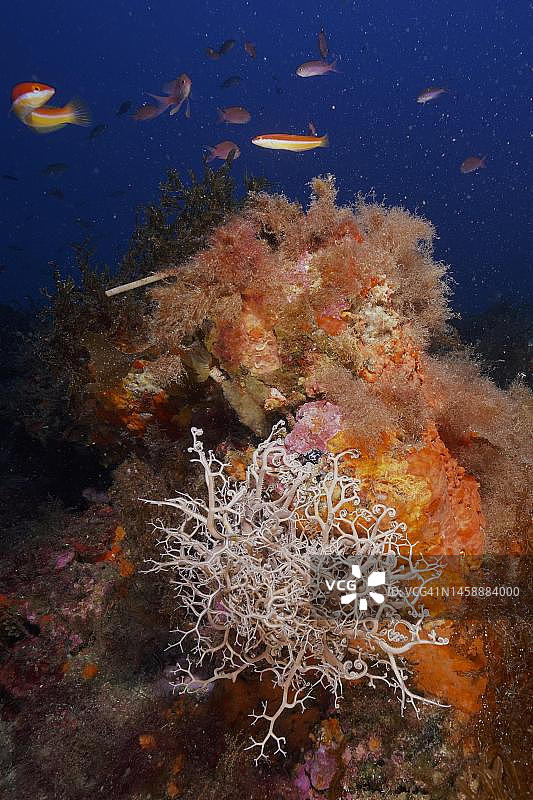 地中海篮状蛇发海星和地中海彩虹鱼图片素材