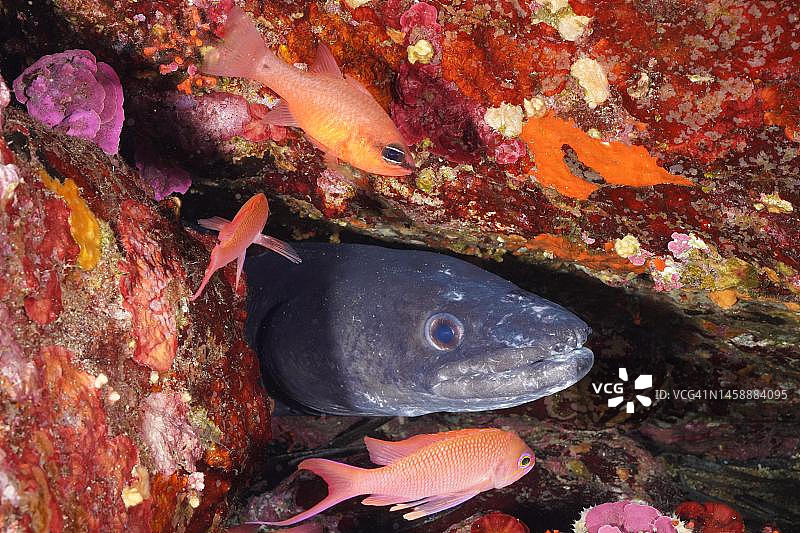 地中海：康吉鳗和地中海金姬鱼图片素材