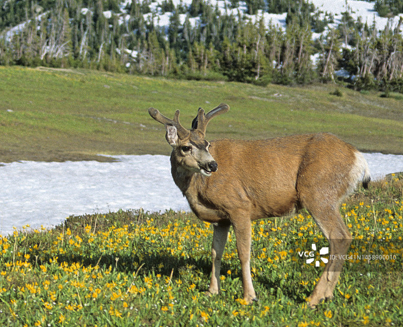 落基山脉的黑尾鹿幼鹿和冰川百合图片素材