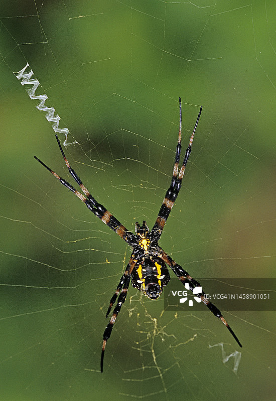 黑黄色的银背蜘蛛图片素材