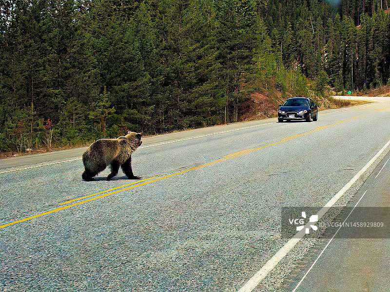高速公路旁的灰熊图片素材