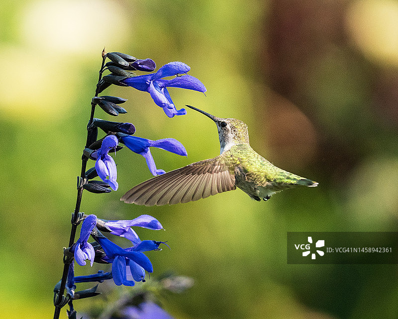 蜂鸟授粉图片素材