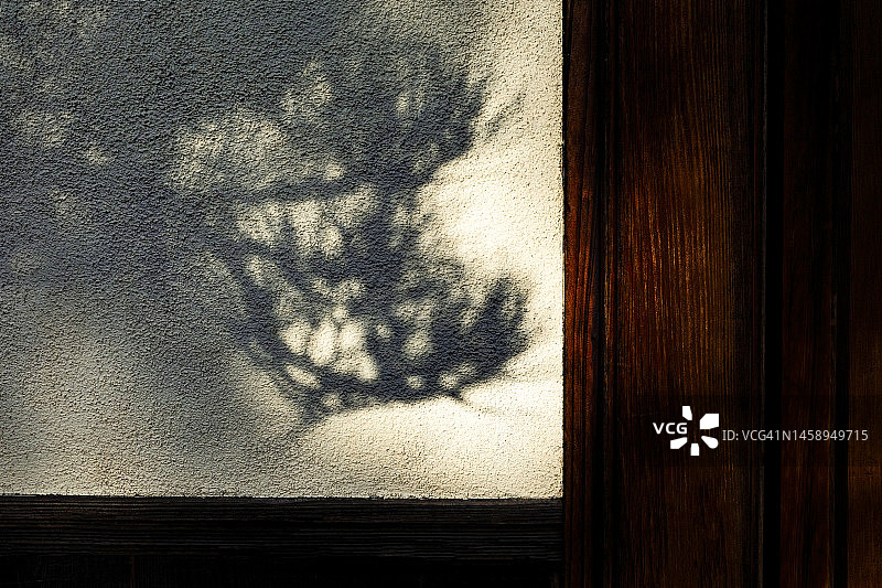 墙上的树影图片素材