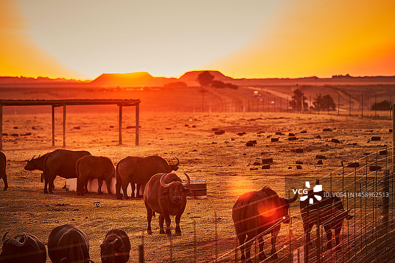 非洲野生动物之旅：日落下的非洲水牛图片素材