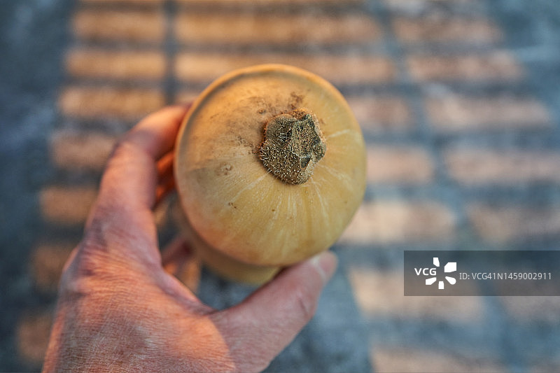 冬南瓜图片素材