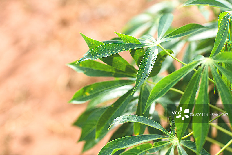木薯是一种在泰国种植的热带粮食作物图片素材