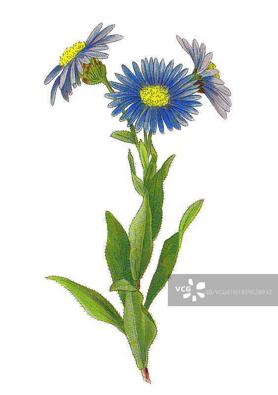 植物学：紫菀花，欧洲翠菊（紫菀属）的旧彩色石印插图图片素材