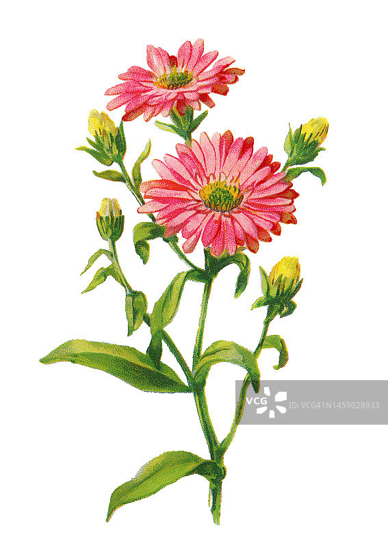 植物学旧彩色石印插图：纽约紫菀图片素材