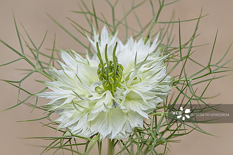单朵白色春季花菱草微距图像，柔和背景图片素材