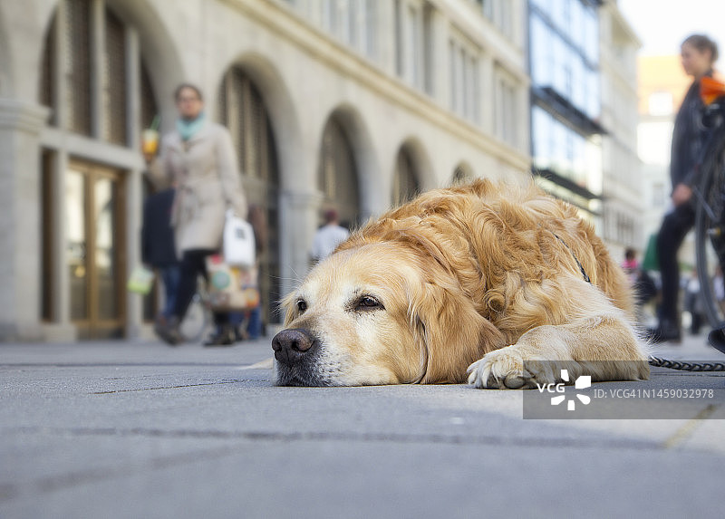 人行道上趴着的金毛犬图片素材