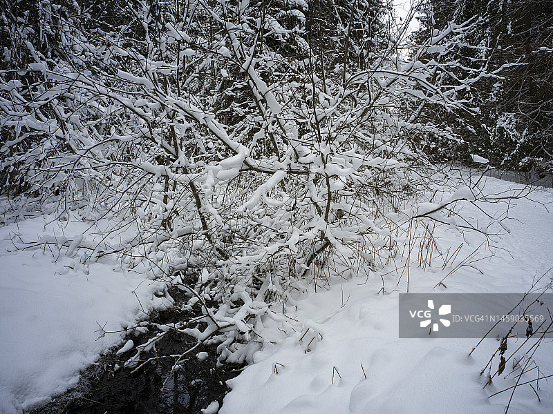 格鲁耶尔湖畔的溪流和雪中光秃的树木图片素材