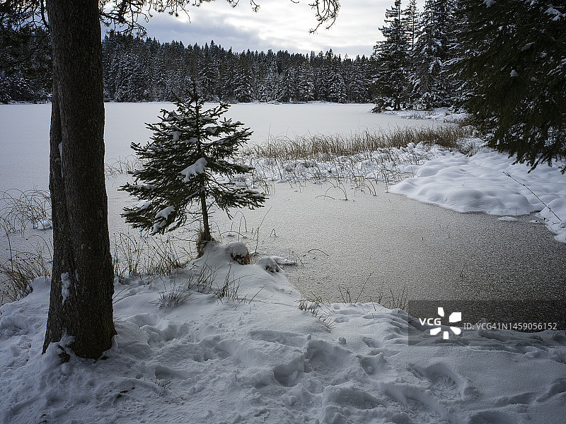 格鲁耶尔湖和被冰雪覆盖的树木图片素材