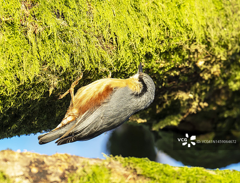 欧洲星鸦，摄于英国湖区安布尔赛德图片素材