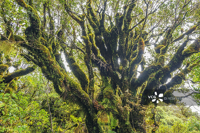新西兰埃格蒙特国家公园中覆盖着苔藓的树木图片素材