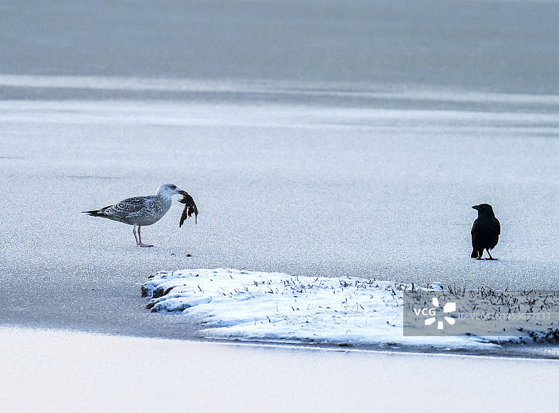 在英国兰开夏郡莱顿莫斯，一只大黑背鸥正在吞食死鸟图片素材
