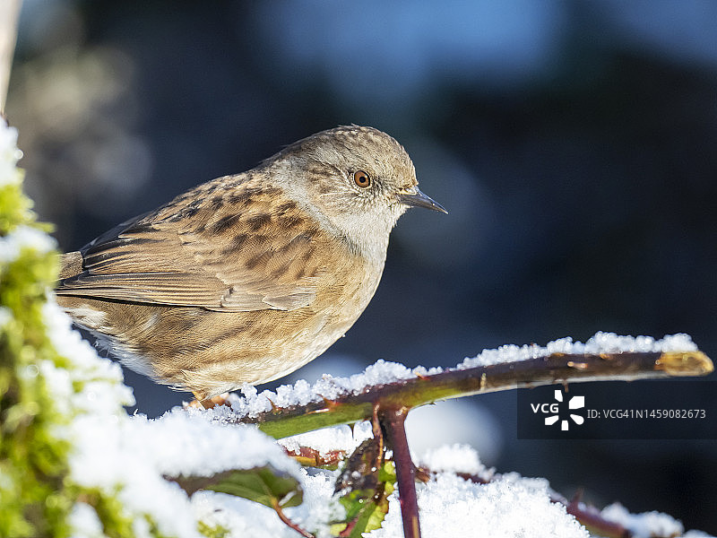 英国兰开夏郡莱顿莫斯的一只欧亚河乌图片素材