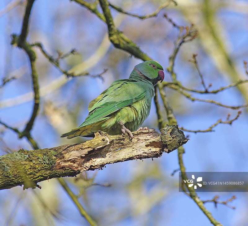红领绿鹦鹉图片素材