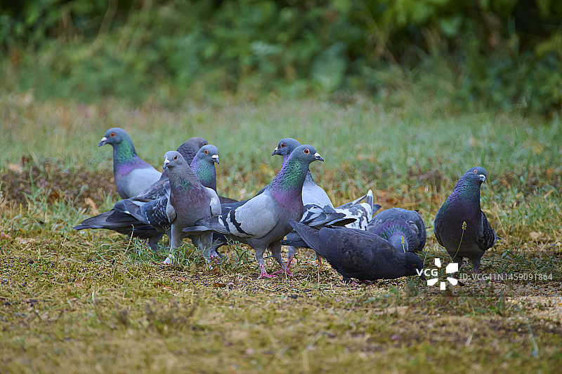 家鸽（Columba livia domestica），草地上的一群图片素材