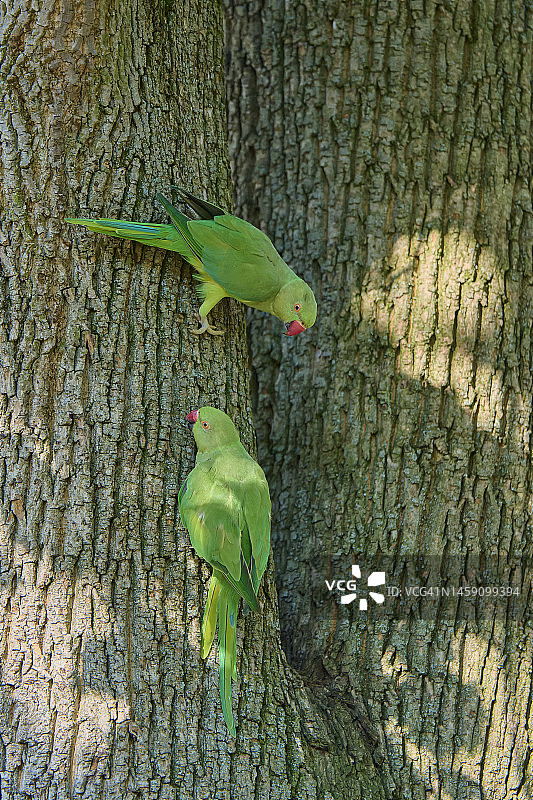 树上的两只红领绿鹦鹉 (Psittacula krameri)图片素材