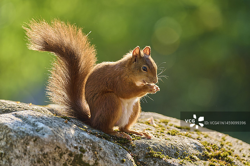 坐在石头上的红松鼠图片素材