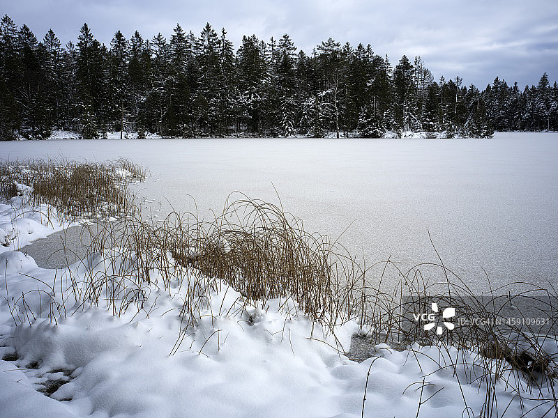 格鲁耶尔湖和树木及积雪植物图片素材