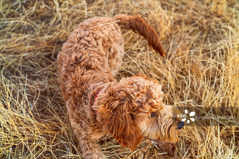 俯视公园里的狗图片素材