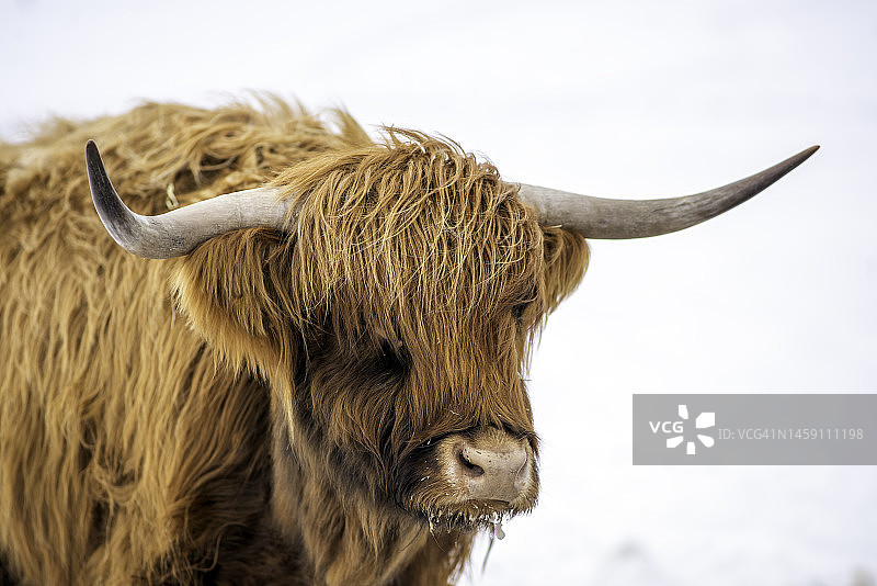 冬季场景肖像的苏格兰高地牛在雪图片素材