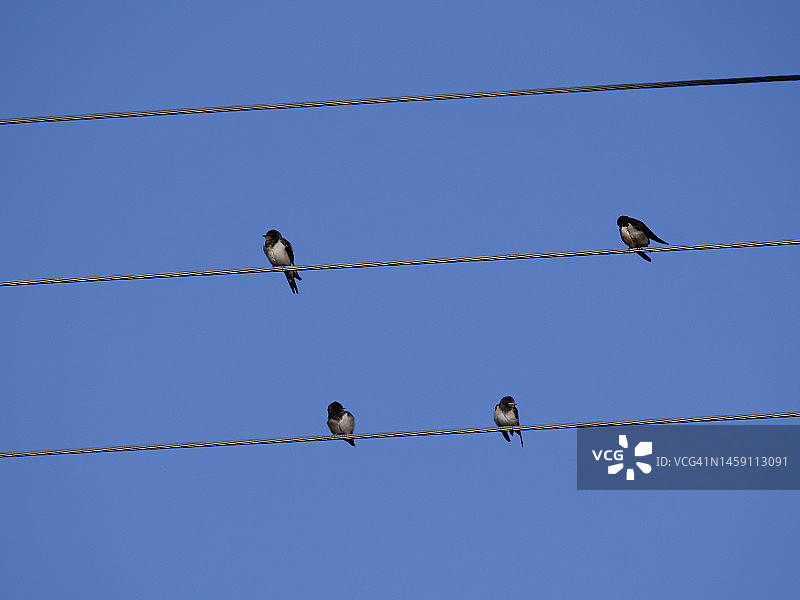 四只普通雨燕栖息在英国约克郡的电缆上图片素材