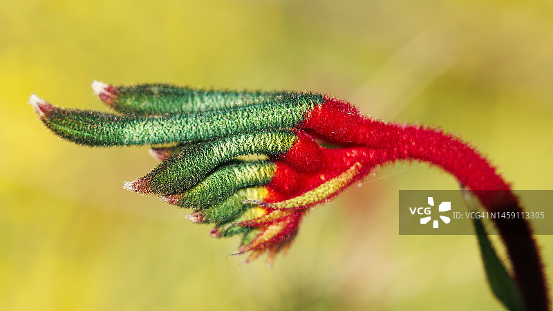 袋鼠爪花，澳大利亚西部图片素材
