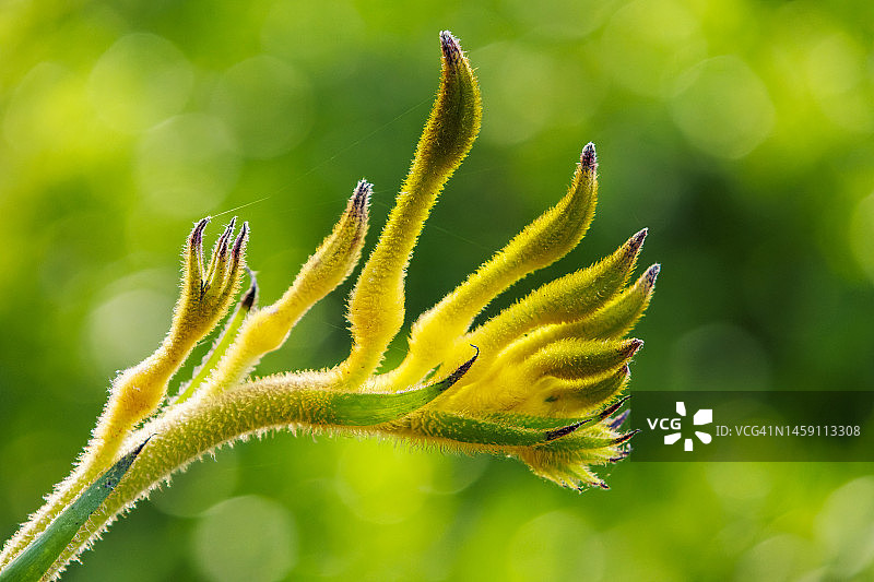 西澳大利亚的黄色袋鼠爪花图片素材
