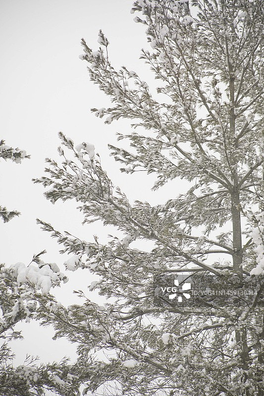 积雪覆盖的树枝图片素材