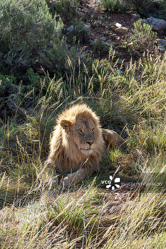 在美丽的南非，夏季期间在草地上放松的大型野生雄狮图片素材