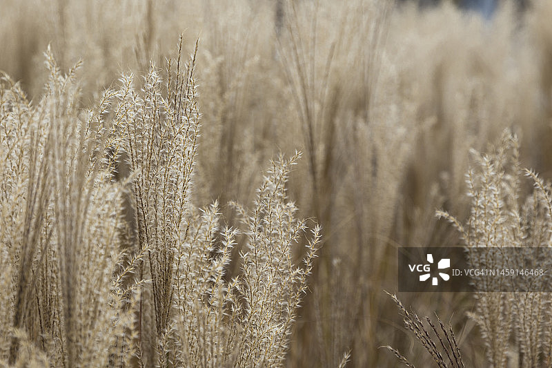 芒草，或称中国银草图片素材