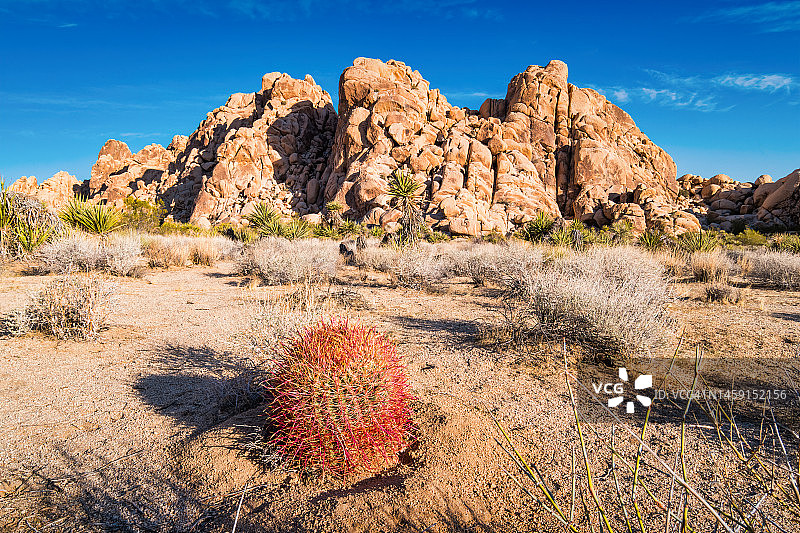 约书亚树国家公园：红色桶形仙人掌巨石山图片素材