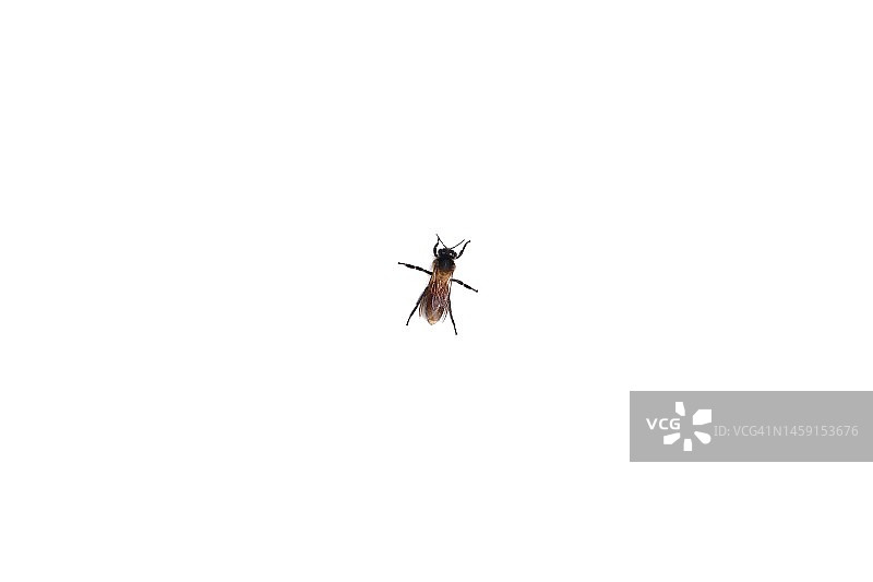 白色背景上的蜜蜂图片素材