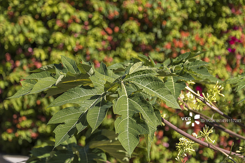 蓖麻或蓖麻油植物图片素材
