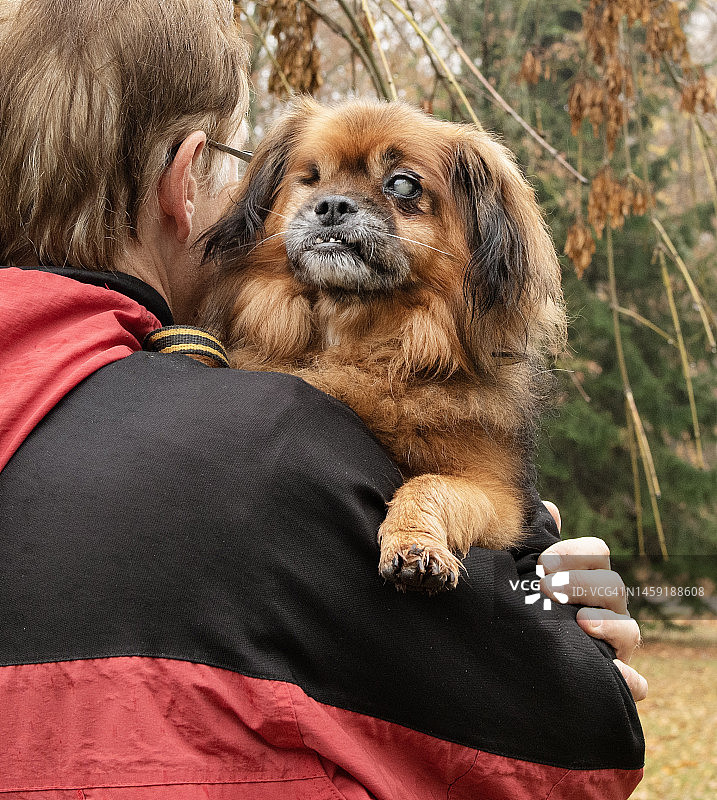男性志愿者抱着盲犬背面特写图片素材