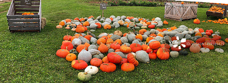 农场出售的什锦南瓜（加拿大爱德华王子岛）图片素材