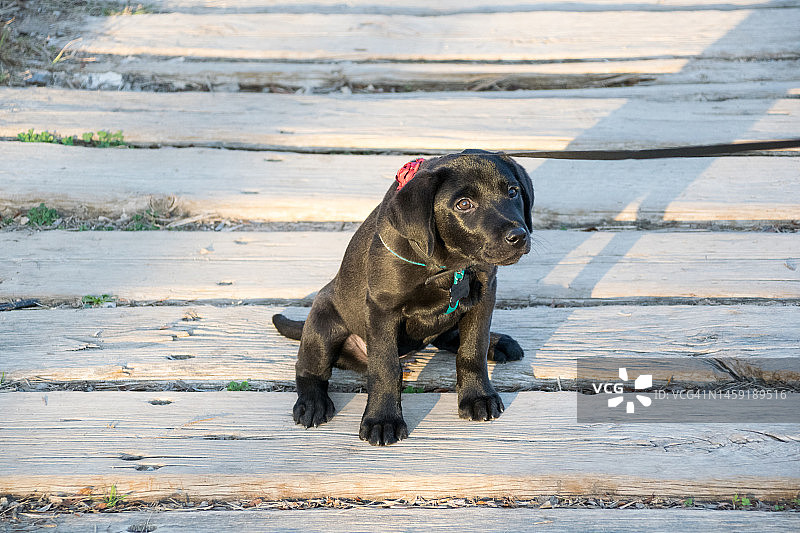 黑色拉布拉多幼犬坐在甲板上小便图片素材