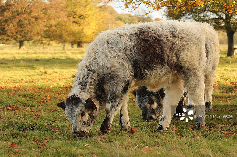 两头年轻的英国长角牛在吃草图片素材