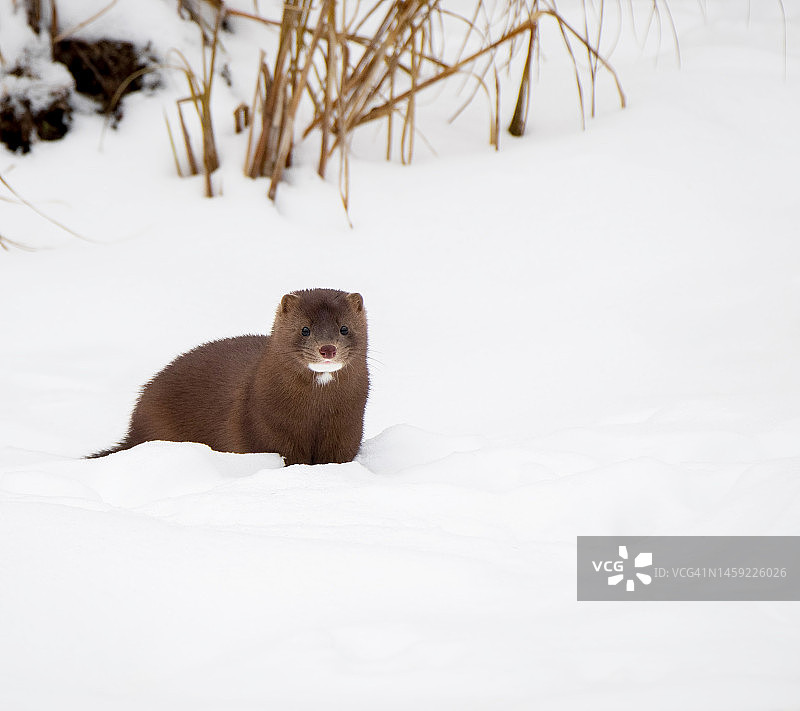 北方森林雪地里的水貂图片素材