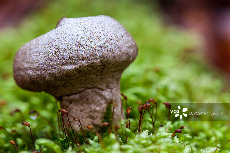 疣皮马勃图片素材