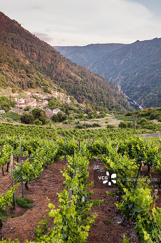 锡尔河畔的梯田葡萄园图片素材