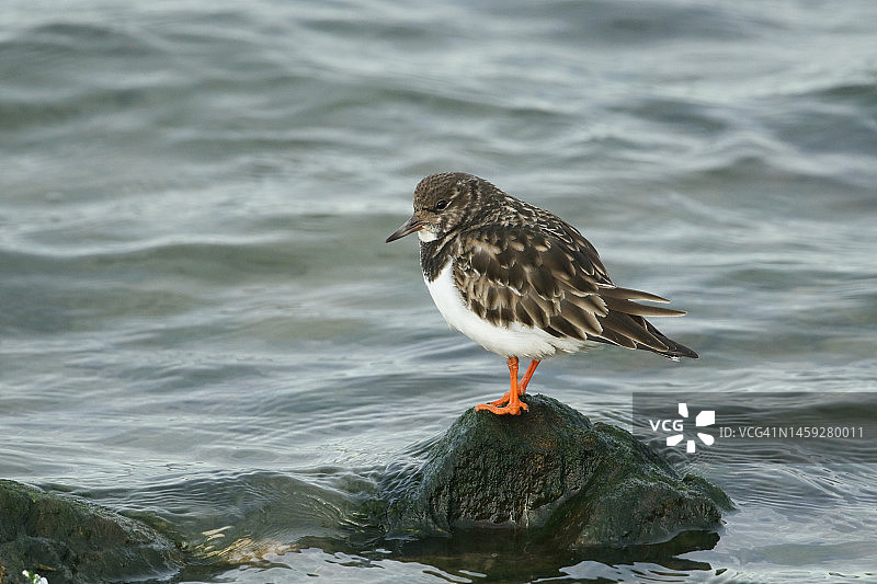 在涨潮时站在海岸线岩石上的翻石鹬图片素材