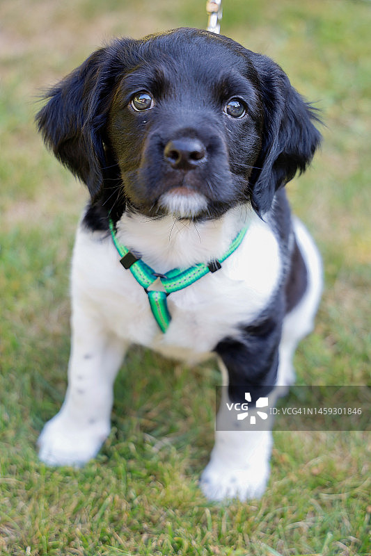 布列塔尼猎犬幼犬的近距离肖像图片素材
