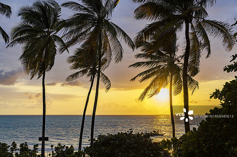 非洲日出时分的棕榈树剪影图片素材