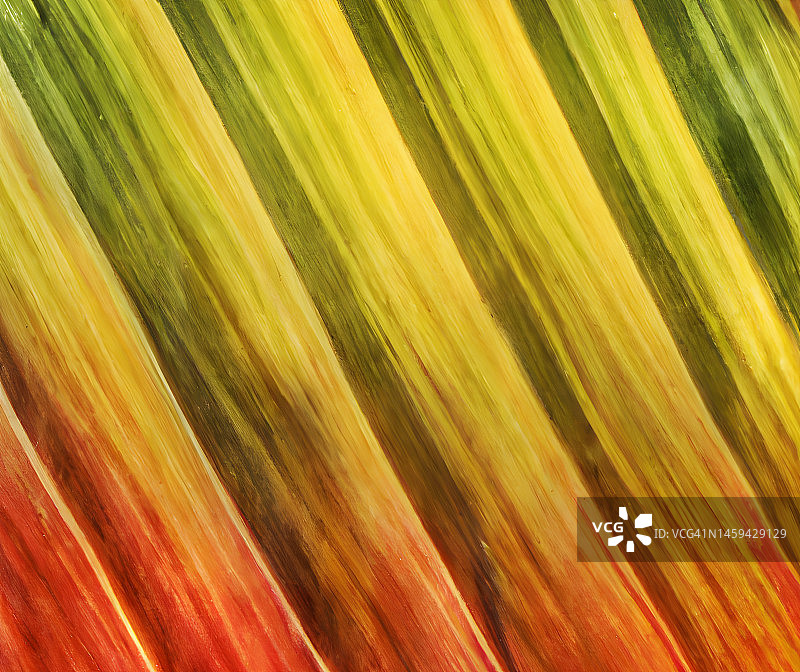 秋天的美人蕉叶子图片素材