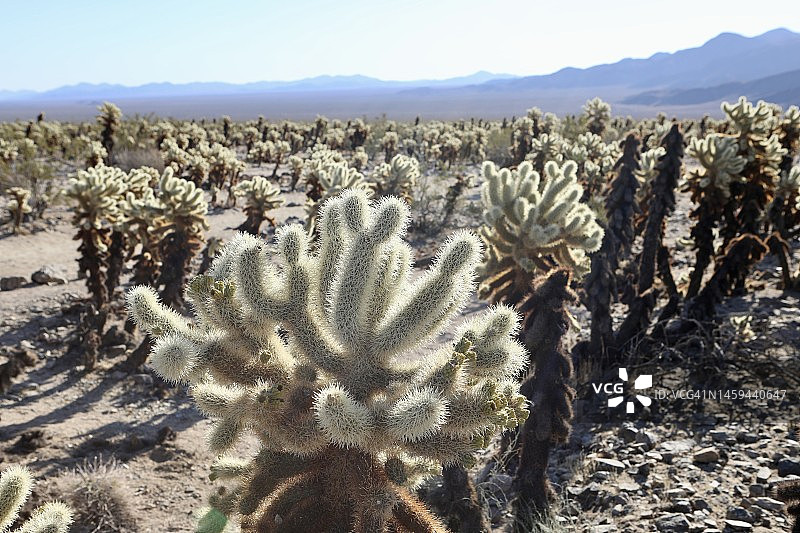 约书亚树国家公园图片素材